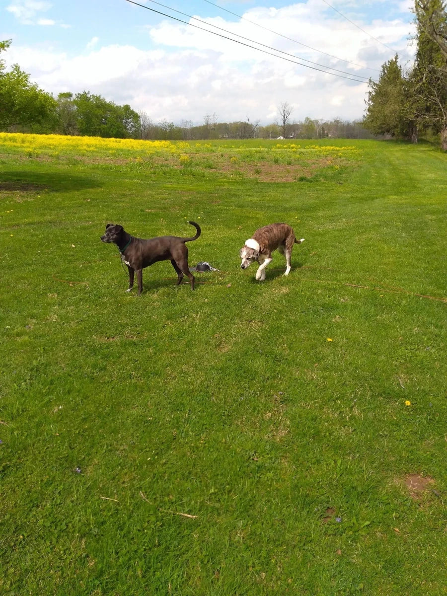 Double Dog Run Tangle-free Two Dog Tie-Out Stake - Pets Perfect