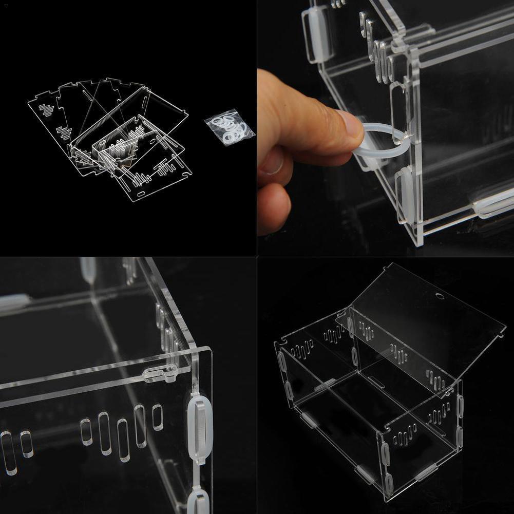 Reptile Haven: Crystal Clear Breeding Box For Your Beloved Pets - Pets Perfect
