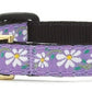 Up Country Daisy Cat Collar - Pets Perfect