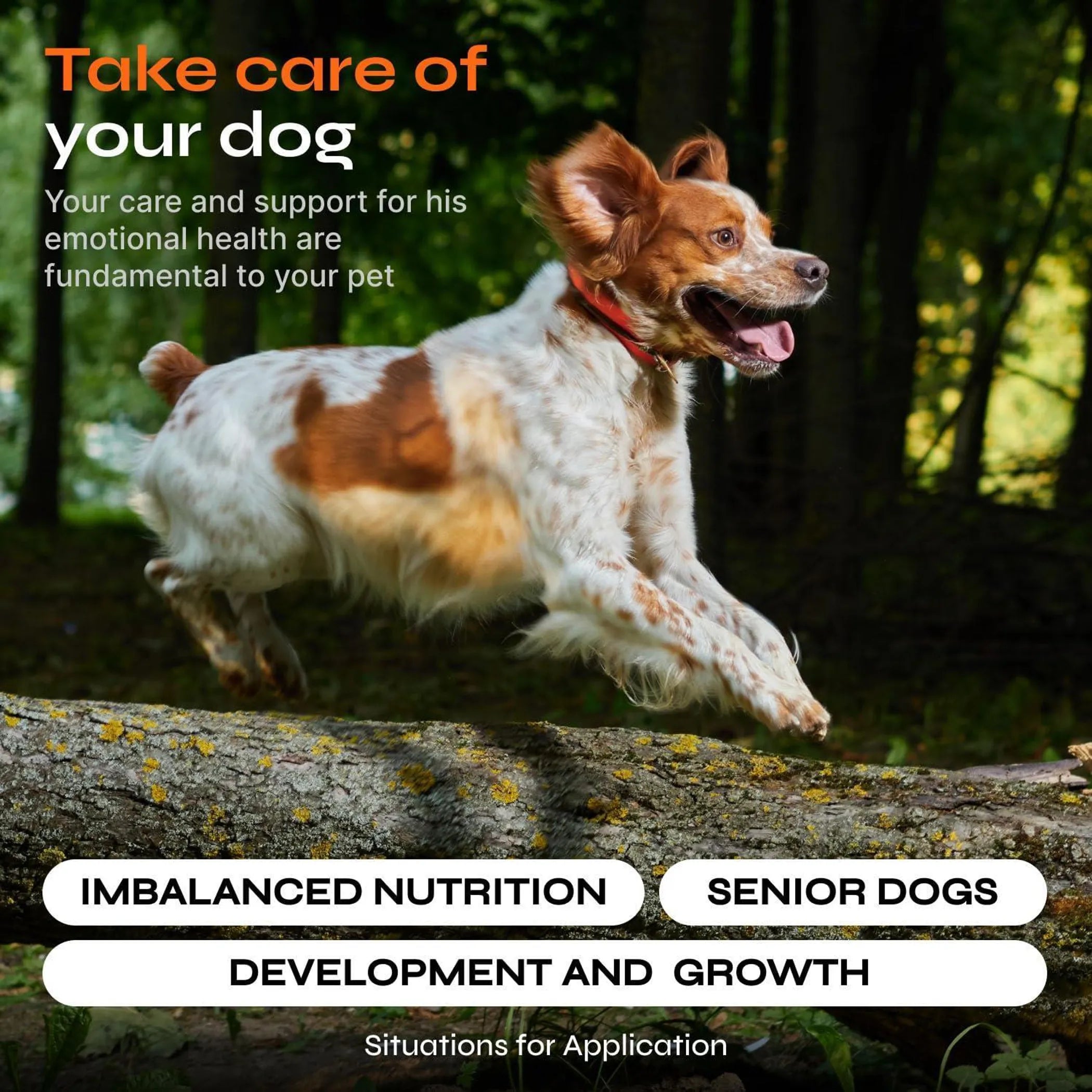 15 in 1 Multivitamin Chews Joint Supplement for Dogs