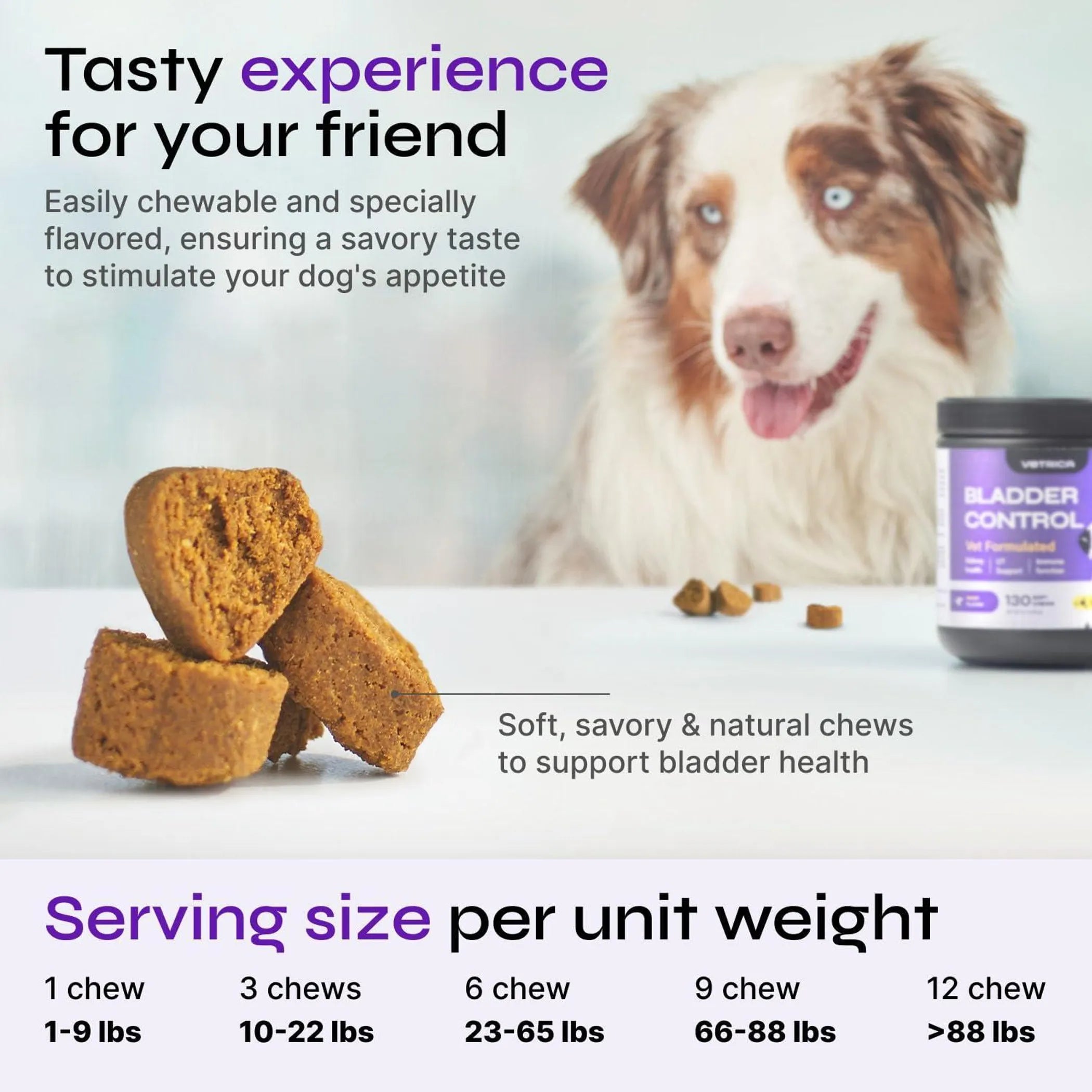 Dog UTI Treatment