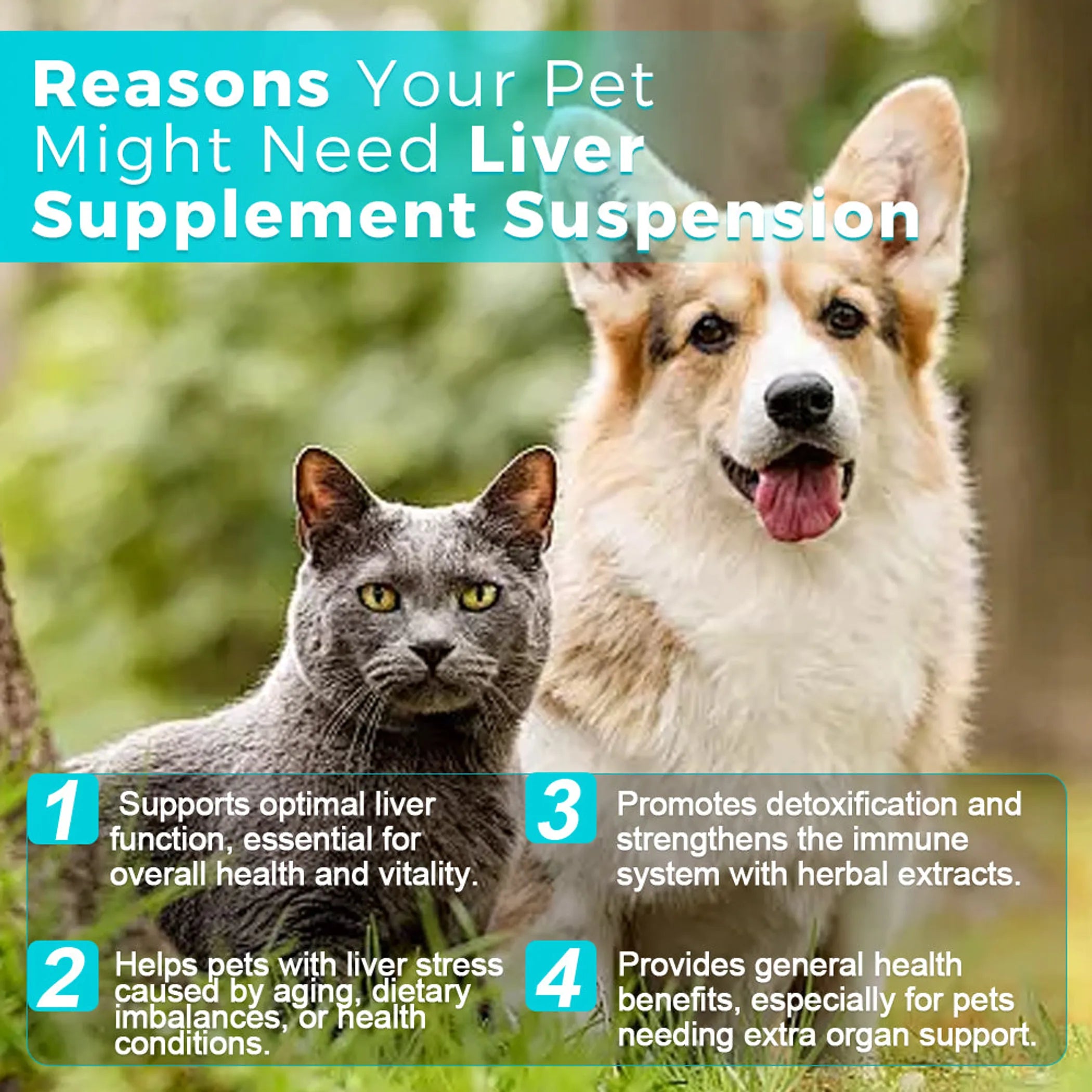 Liver Supplement Suspension - 30mL