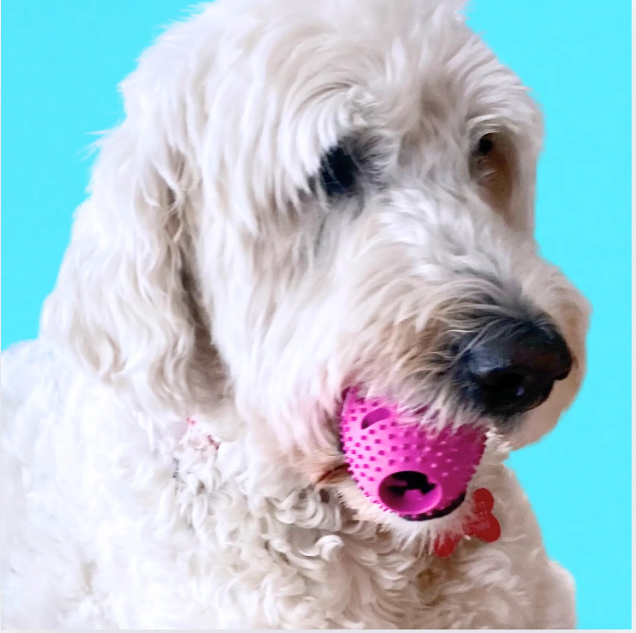 Natural Rubber Football Oral Care Toy