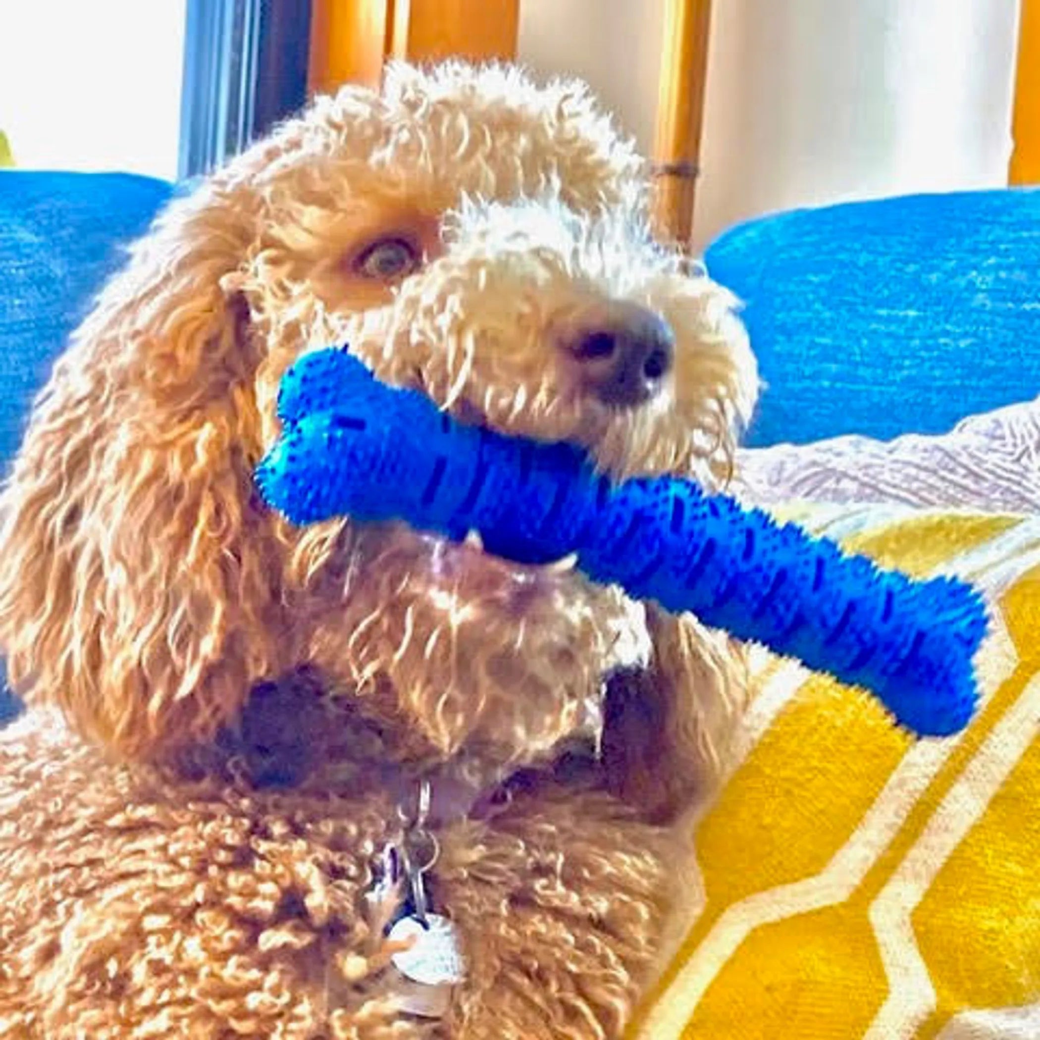 Natural Rubber Bone Toothbrush Toy