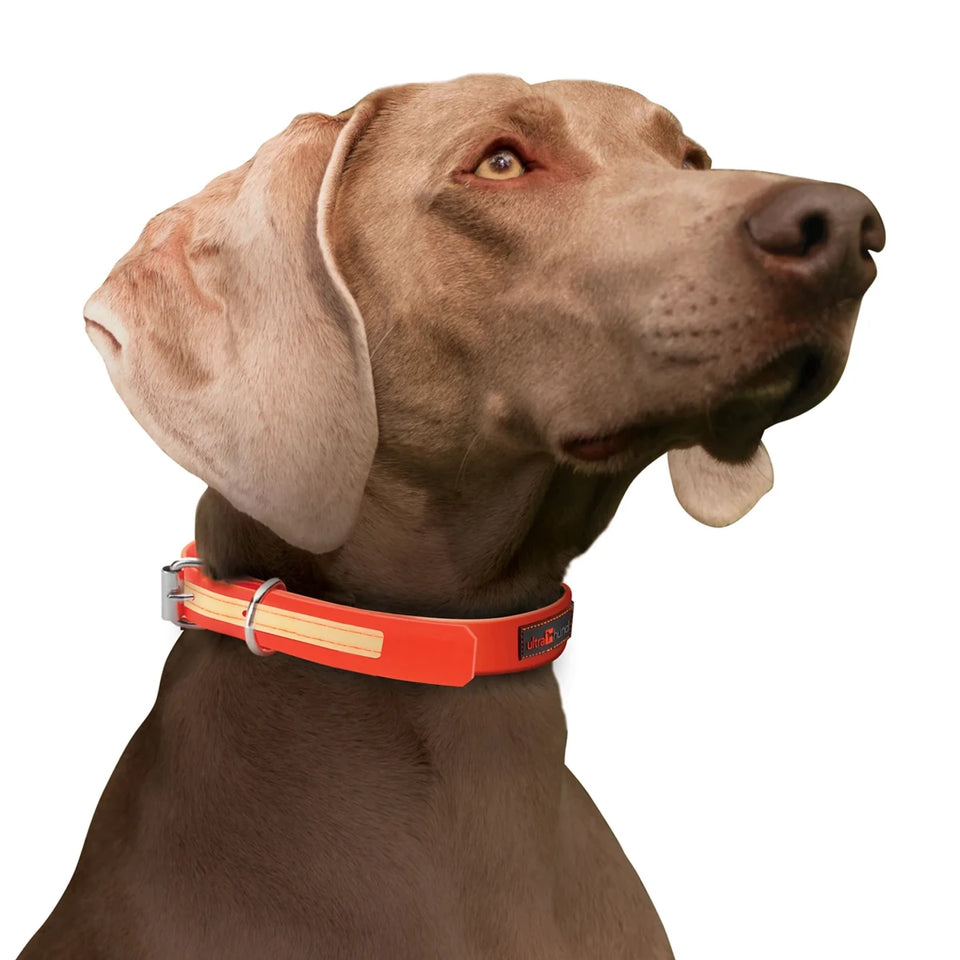 Play Glow Dog Collar - Pets Perfect