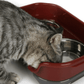 Dog Hugs Cat Pet Double Basin Stainless Steel Bowl Set - Food and Water Dog Bowl - Pets Perfect