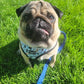 ADJUSTABLE HARNESS - DAPPER DOGGY - Pets Perfect