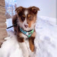 ADJUSTABLE HARNESS - NAPA - Pets Perfect