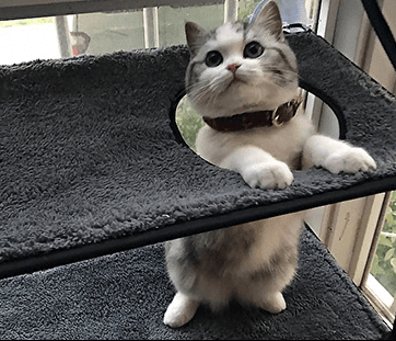 Luxury Cat Hammock Bed With Super Suction Cup - Removable And Washable - Pets Perfect