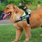 Ultimate Pet Adventure Set: Adjustable Chest Harness With Dog Leash - Pets Perfect