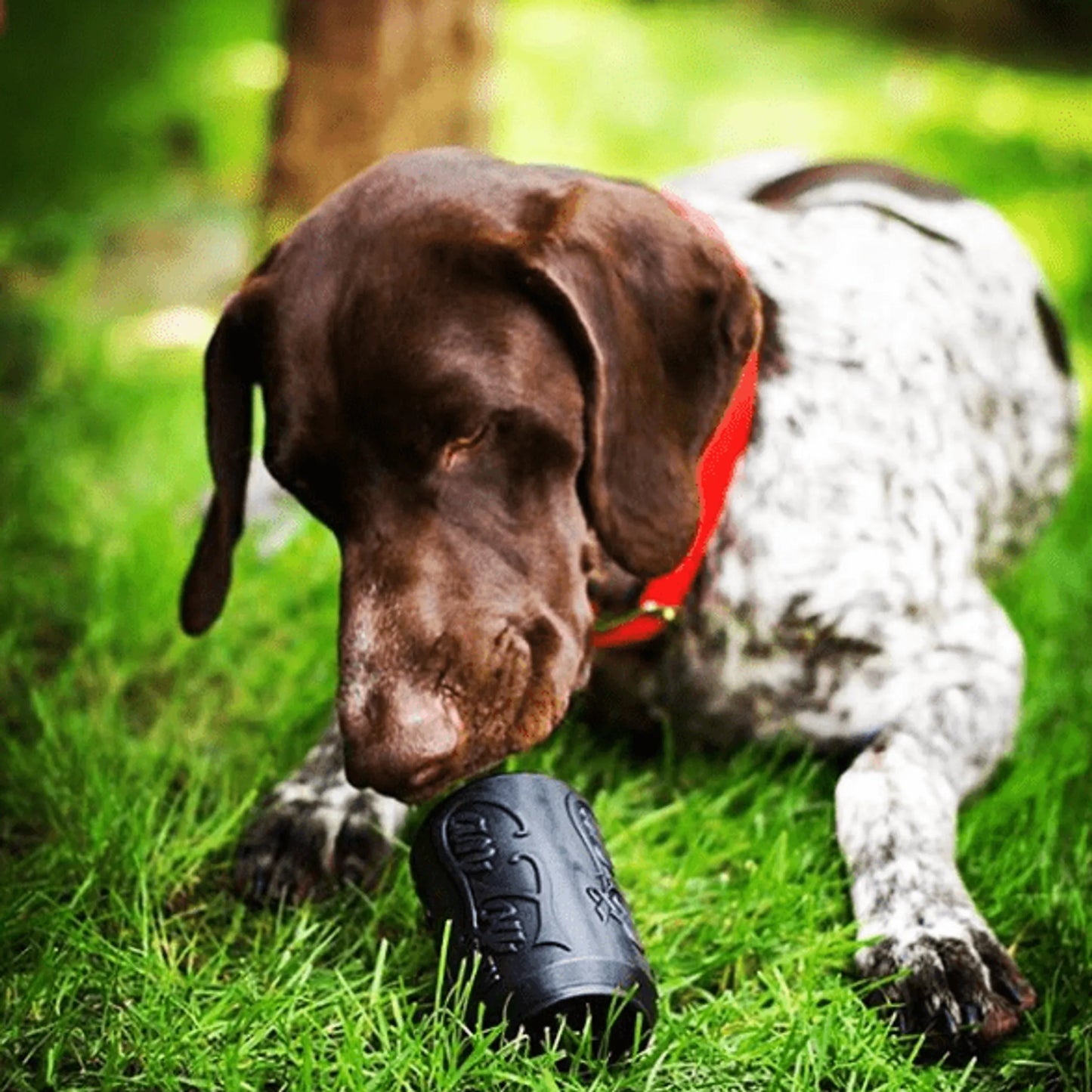 SP Magnum Can Toy Ultra Durable Rubber Chew Toy & Treat Dispenser - Pets Perfect