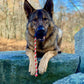 USA-K9 Skull Durable Rubber Chew Toy, Treat Dispenser, Reward Toy, Tug Toy, and Retrieving Toy