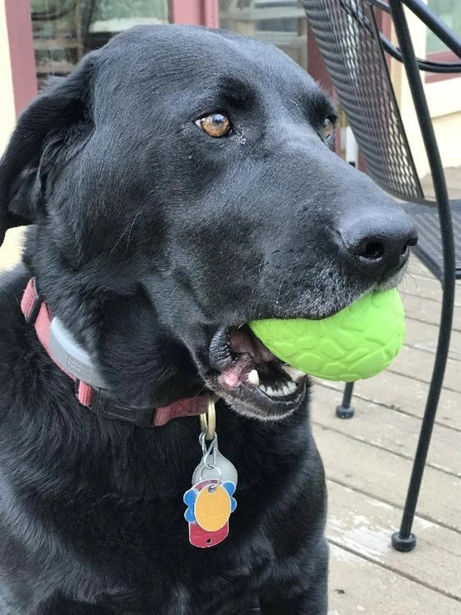 MKB Dinosaur Egg Durable Rubber Chew Dog Toy & Treat Dispenser - Pets Perfect