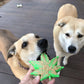 MKB Colorado Maple Leaf Durable Nylon Dog Chew Toy for Aggressive Chewers