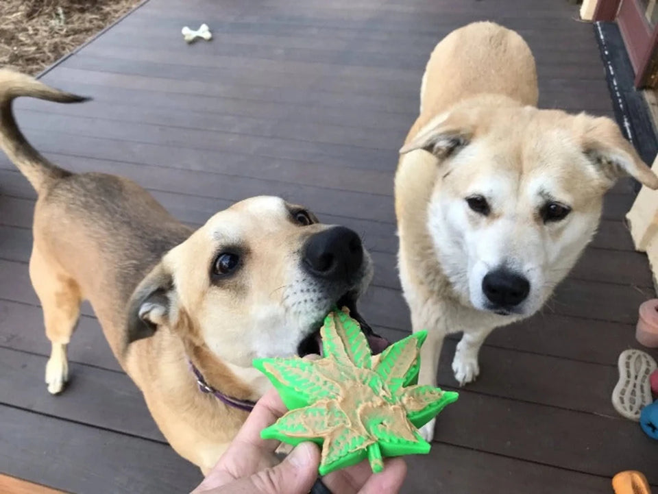 MKB Colorado Maple Leaf Durable Nylon Dog Chew Toy for Aggressive Chewers - Pets Perfect