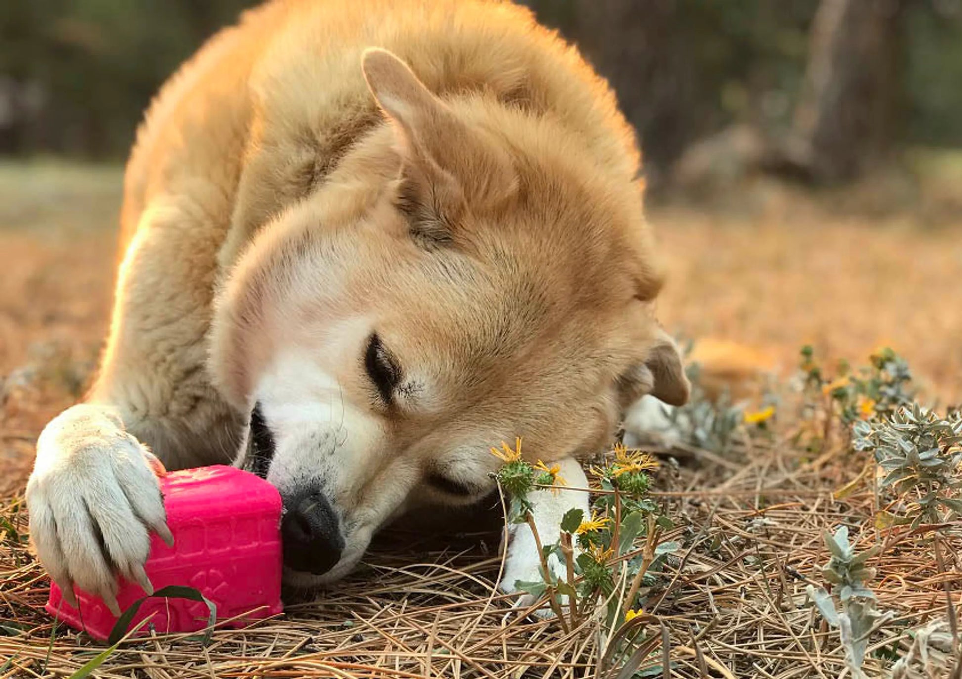 MKB Surf's Up! Retro Van Durable Chew Toy & Treat Dispenser - Pets Perfect