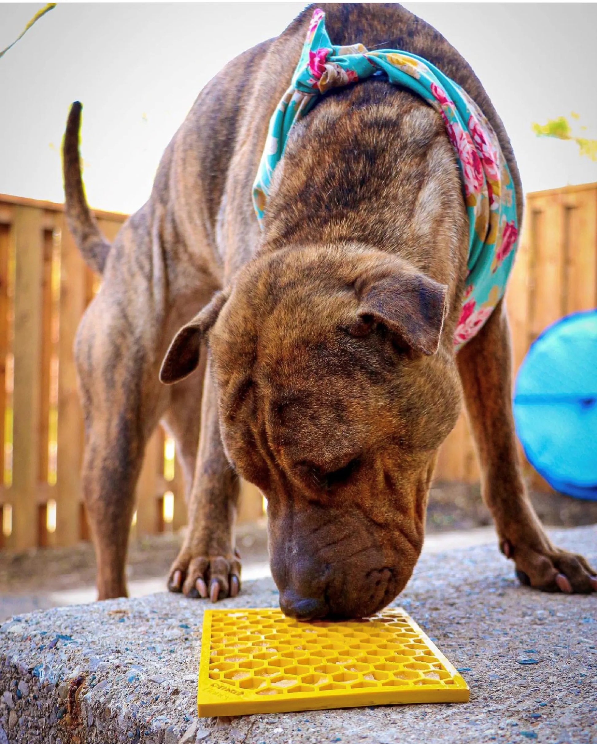 Honeycomb Design Emat Enrichment Lick Mat - Pets Perfect