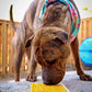 SodaPup Honeycomb Design eMat Enrichment Lick Mat | Small and Large