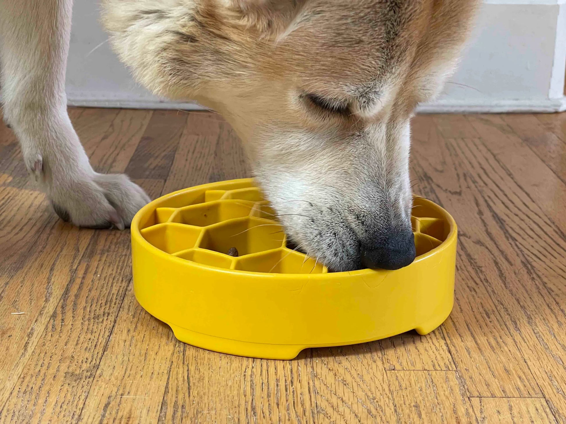 Honeycomb Design eBowl Enrichment Slow Feeder Bowl for Dogs - Pets Perfect