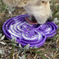SodaPup Water Frog eTray Enrichment Slow Feeder Tray | 8 Inch