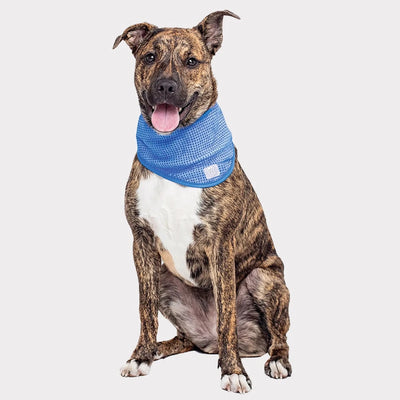 GF Pet Ice Band Dog Cooling Bandana - CoolFresh Technology, Blue/LARGE/XL