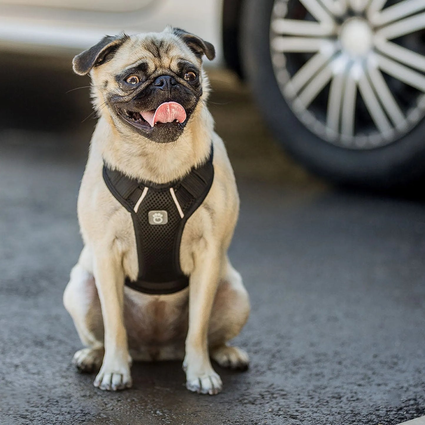 GF Pet Travel Harness - Pets Perfect