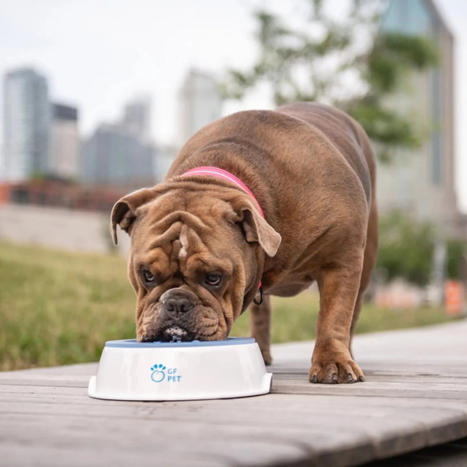 GF Pet Ice Bowl - Pets Perfect