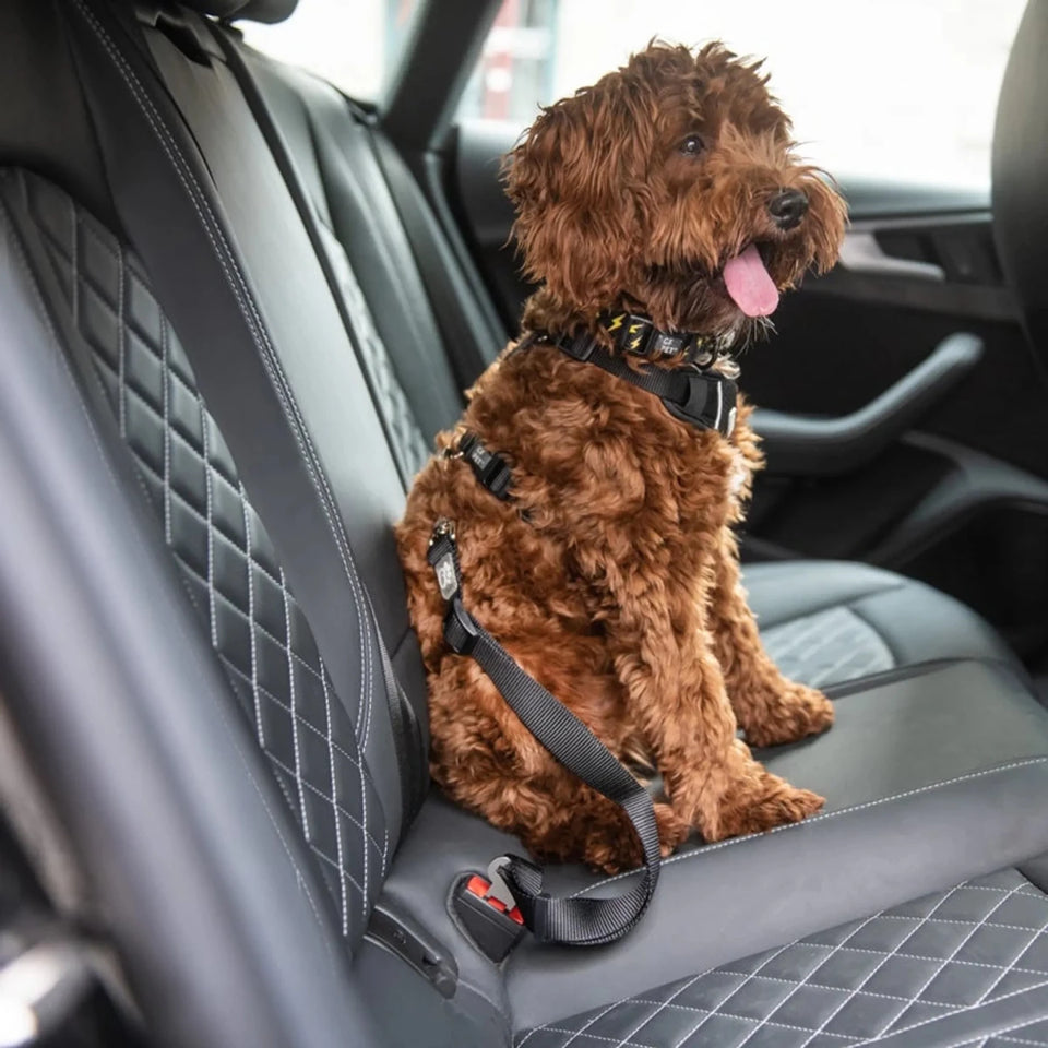 GF Pet Pet Seat Belt Tether Black - Pets Perfect