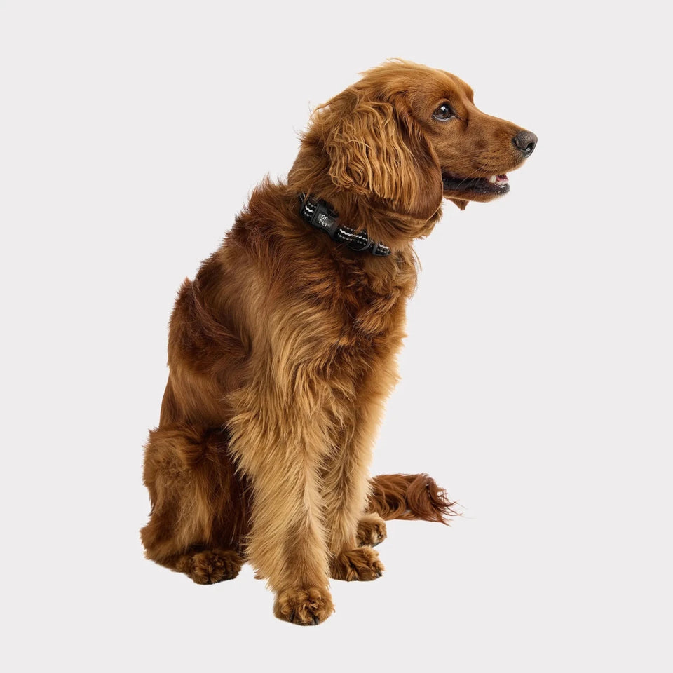 GF Pet Reflective Dog Collar, view 23