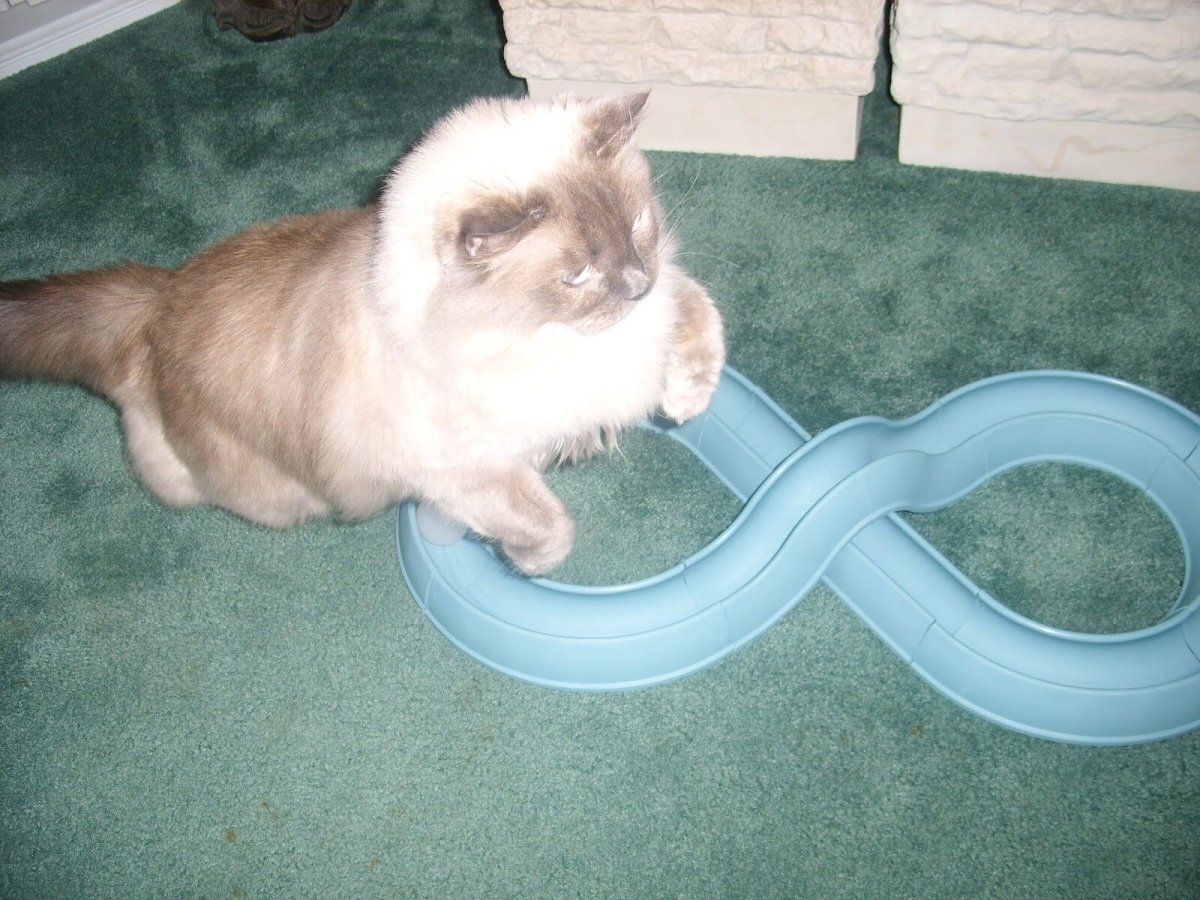 Bergan Turbo Track Cat Toy Slate Blue, 1ea/1 pk - Pets Perfect
