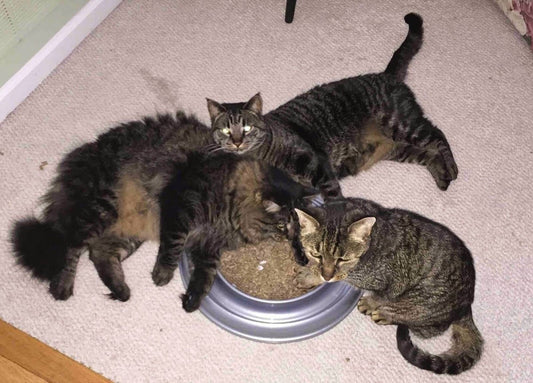 Bergan Turbo Scratcher Replacement Pads Tan, 1ea/2 pk