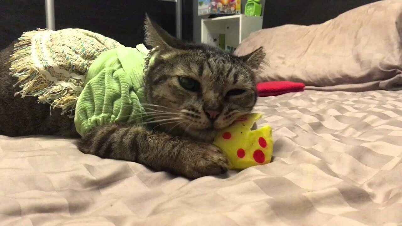 Yeowww LadyKrinkleBug Catnip Cat Toy - Pets Perfect