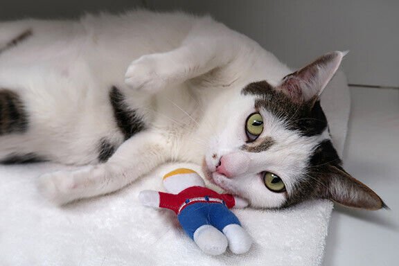 Multipet Mr. Bill Cat Toy 4 inch - Pets Perfect