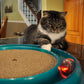 Bergan Star Chaser Catnip Toy Assorted, 1ea - Pets Perfect