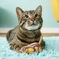 FAT CAT Classic Crackler Catnip Toy Assorted 1ea/One Size - Pets Perfect