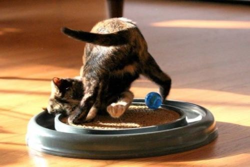 Bergan Turbo Scratcher Cat Toy Assorted, 1ea - Pets Perfect