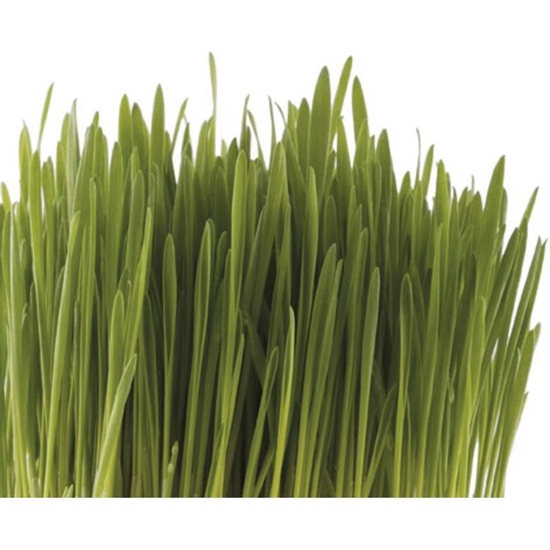 Pet Greens Medley Pet Grass Self - Grow Kit Organic Oat, Rye, & Barley Blend 1ea/3 oz - Pets Perfect