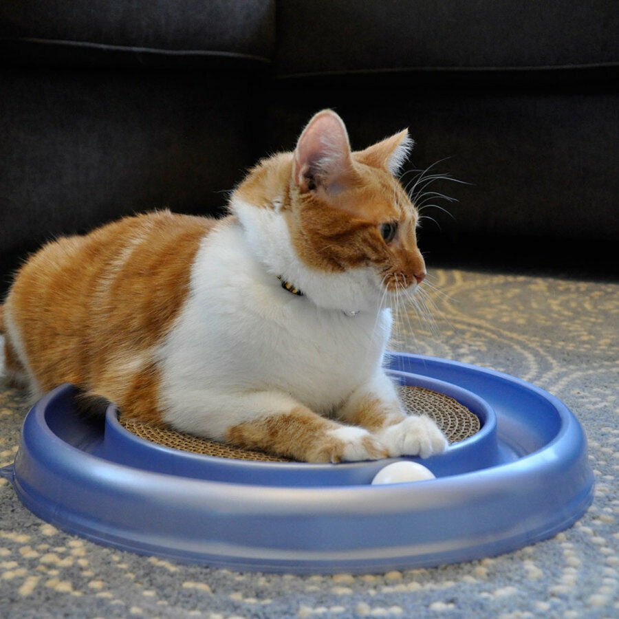 Bergan Turbo Scratcher Cat Toy Assorted, 1ea - Pets Perfect