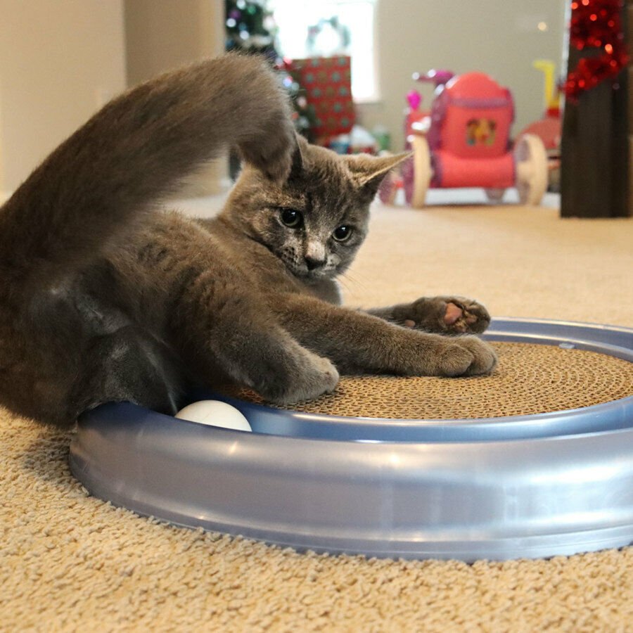 Bergan Turbo Scratcher Cat Toy Assorted, 1ea - Pets Perfect