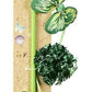 Ethical Pet Butterfly & Mylar Wand Asstd - Pets Perfect