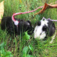 Soft And Secure Hamster Adventure Rope - Pets Perfect