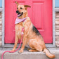 Dog Rope Leash - Moonlight - Pets Perfect