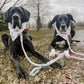 Dog Rope Leash and Collar Set - Violet - Pets Perfect