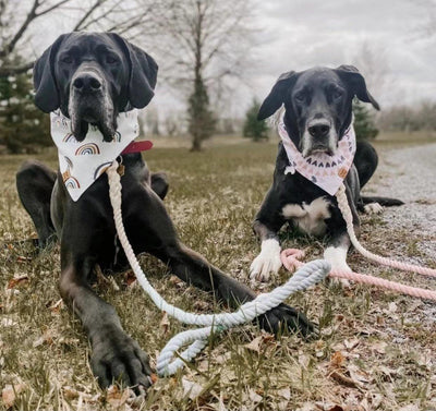Dog Rope Dog Leash and Dog Collar Set - Classic Rainbow, Small