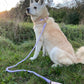 Luxe Royal Pink Leather Rope Leash - Bright Gold - Pets Perfect
