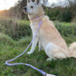 Luxe Royal Leather Rope Leash and Collar Set - Mint Green - Pets Perfect