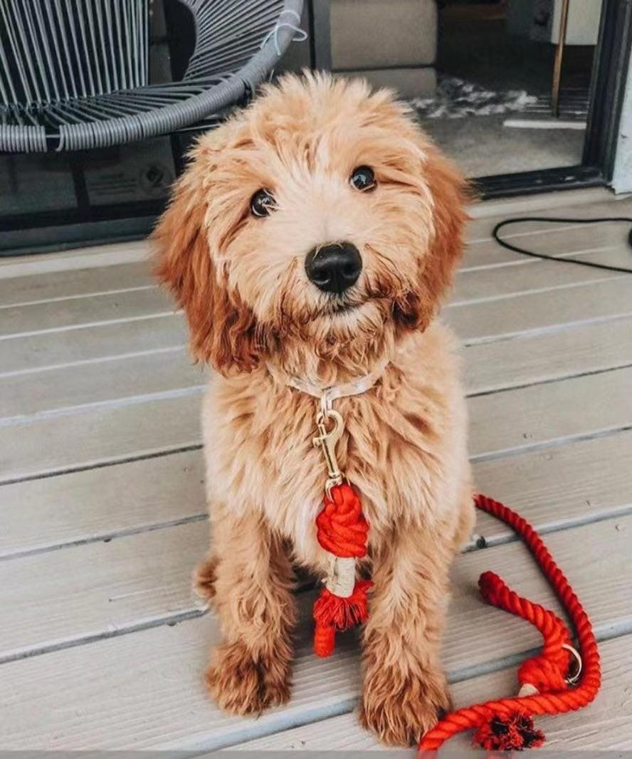 Dog Rope Dog Leash - Ferrari Red, view 3