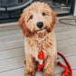 Dog Rope Leash - Sweet Dream - Pets Perfect