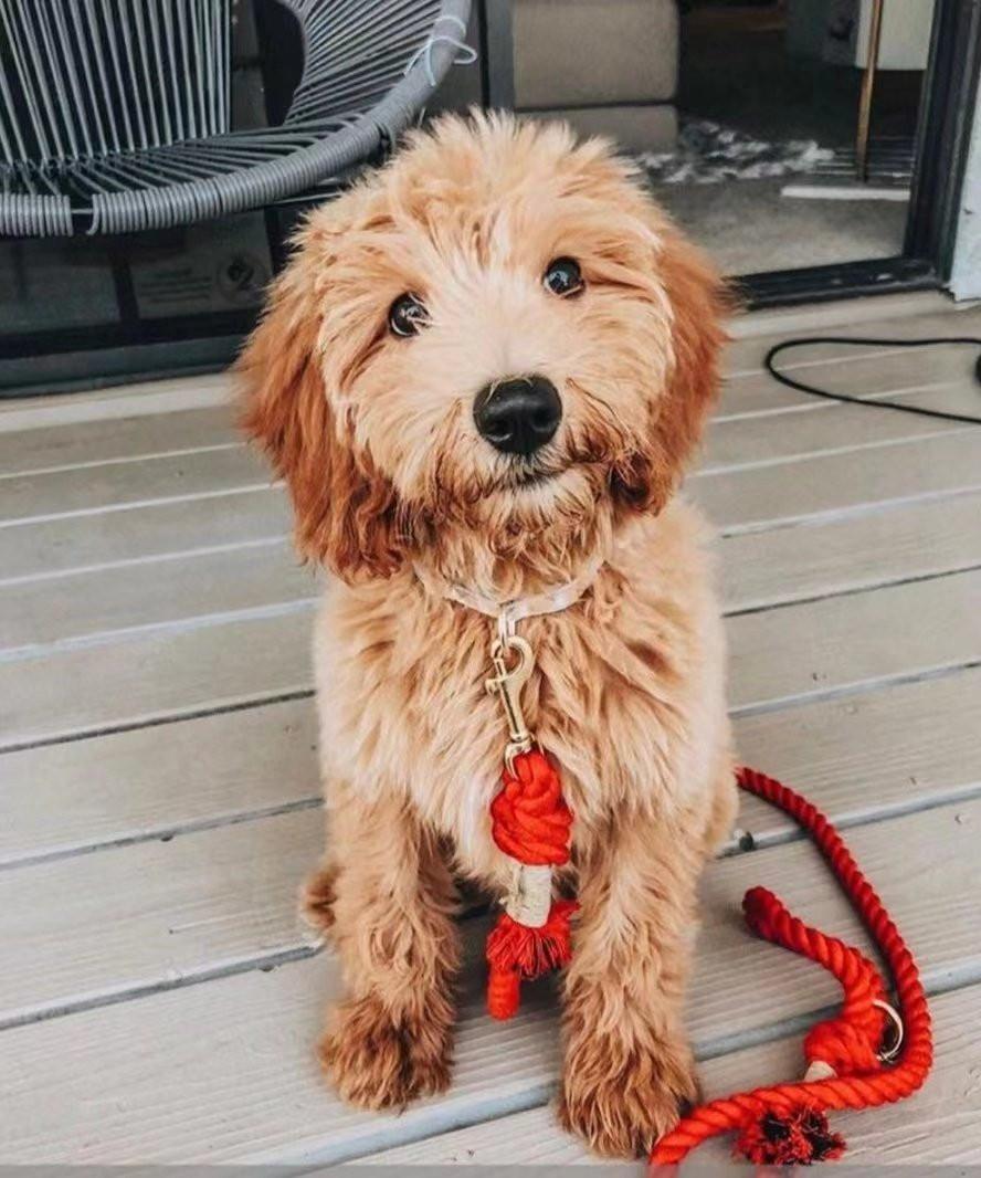 Dog Rope Dog Leash - Cotton Coral, view 5