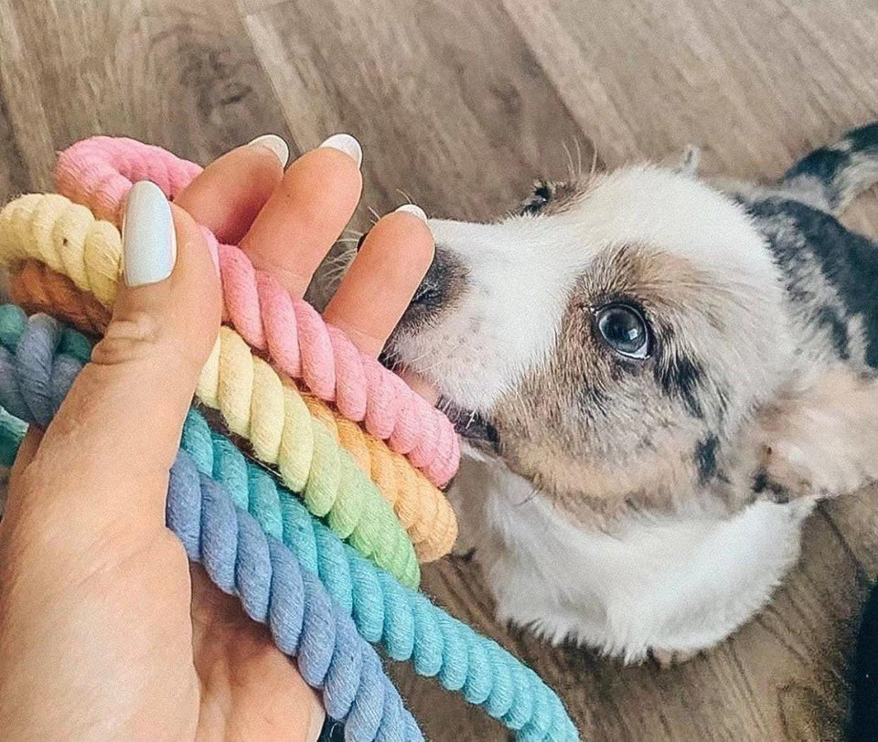 Dog Rope Dog Leash and Dog Collar Set - Cotton Coral, Medium, view 2